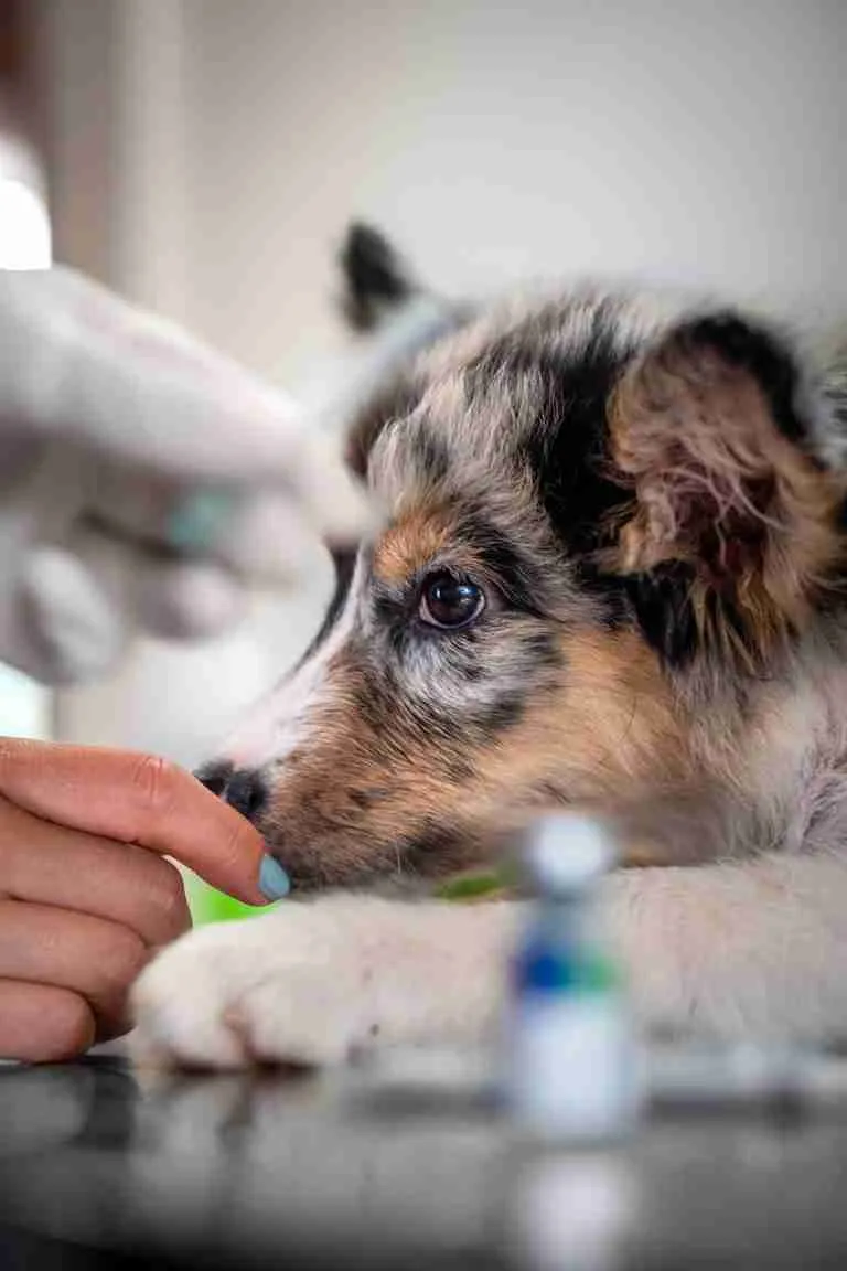 DSC01144 | Perronalidad